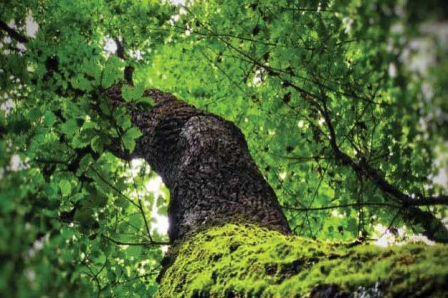 The growing enthusiasm for forests and trees is a good thing. —Photo: Unsplash