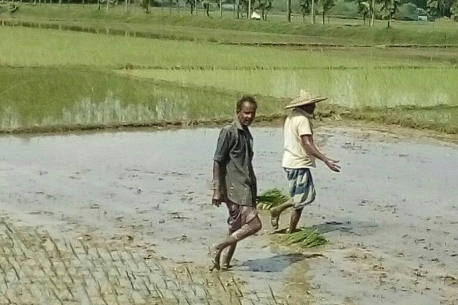 Farm labourers planting T-Aman seedlings on a field under Golapganj upazila of Sylhet district on Wednesday — FE Photo
