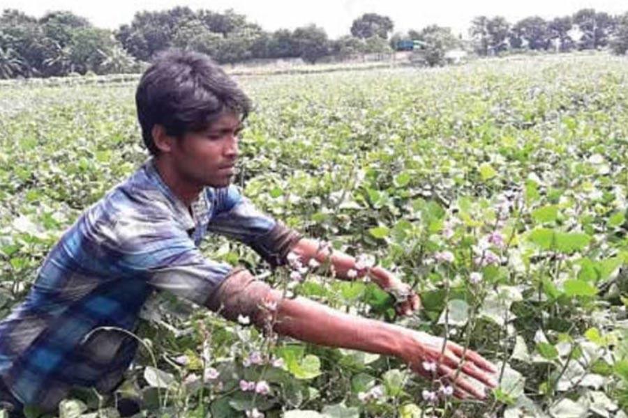 A farmer harvesting off-season bean from his land in Ishwardi upazila of Pabna district on Thursday — FE Photo