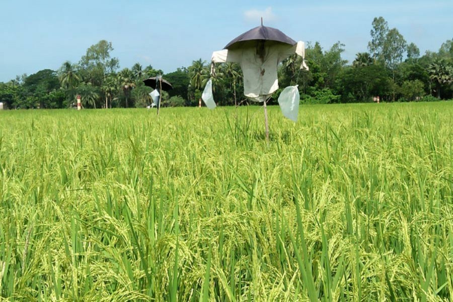 A partial view of an Aus paddy field under Mohanpur upazila in Rajshahi district — FE Photo