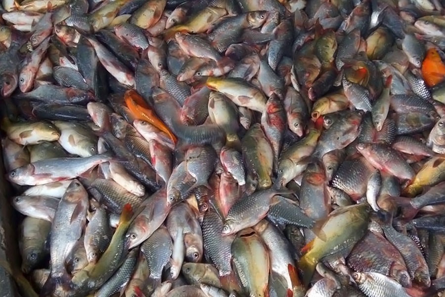 Photo collected from internet has been used for representational purpose only