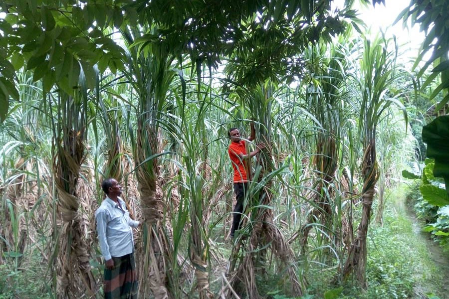 Farmers taking care of sugarcane field at Rawtail village under Jhenidah Sadar — FE Photo