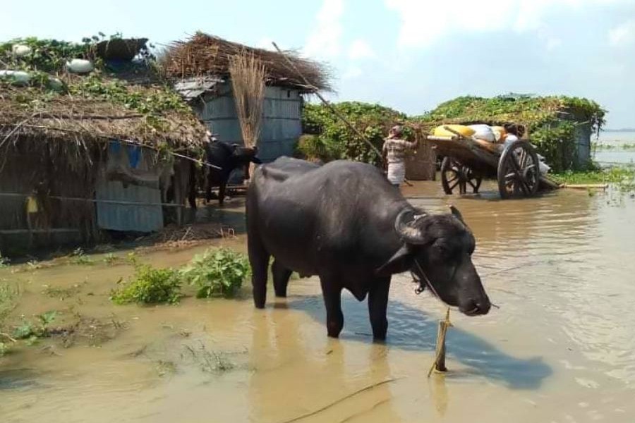 Buffaloes seen grazing at a recent flood-affected char village under Lalpur upazila in Natore district — FE Photo
