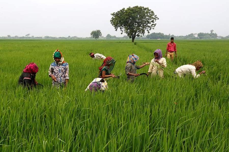 The Reuters file photo shows Labourers removing dried grass from a rice field on the outskirts of Ahmedabad in India.