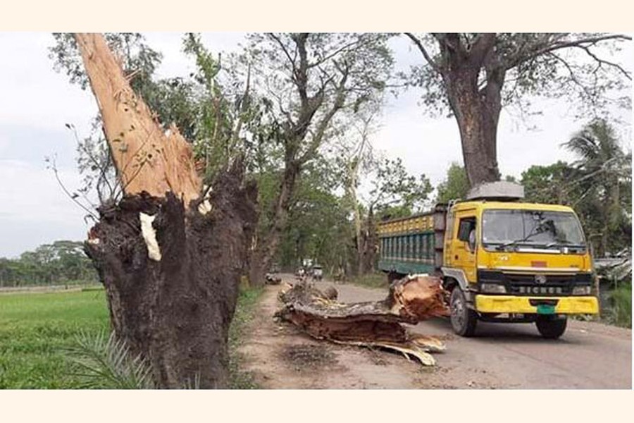 An old tree fell on the the Benapole-Jashore Highway recently — FE Photo
