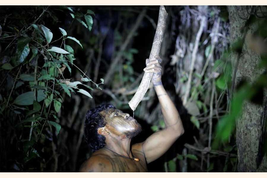 Indigenous leader Paulo Paulino Guajajara drinking water from a tree branch at a makeshift camp on Arariboia indigenous land — Reuters file