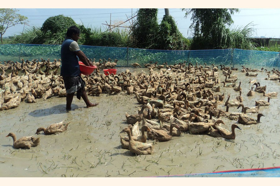 A youth feeding the ducks at his farm at Madhupara union under Atgharia upazila in Pabna district — FE Photo