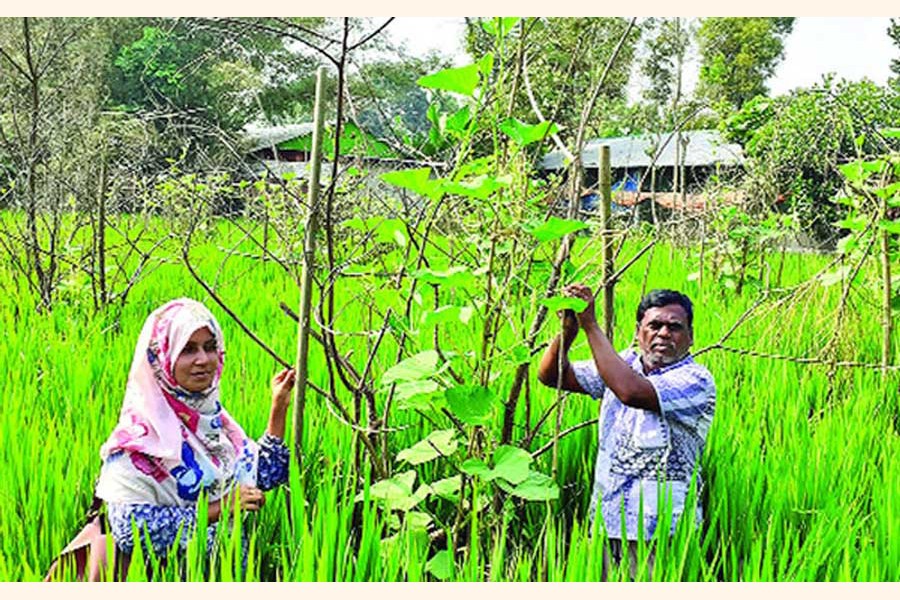 A farmer couple taking care of their bottle gourd plants growing in a paddy field in Jashpur village of Goliara Union under Cumilla South Sadar upazila — FE Photo