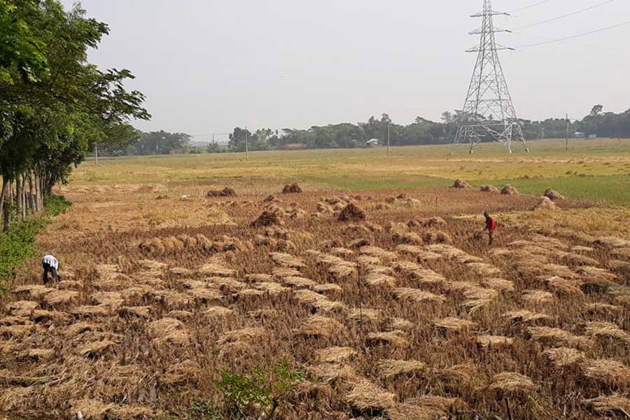 Farmers harvesting T-Aman paddy at a field in the Golabaria area under Gopalganj Sadar upazila in Gopalganj — FE Photo