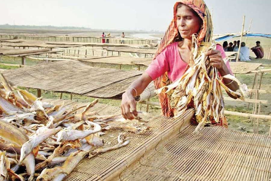 A woman worker drying processed fish in the sun on the premises of a local factory in Suzanagar upazila of Pabna district — FE Photo