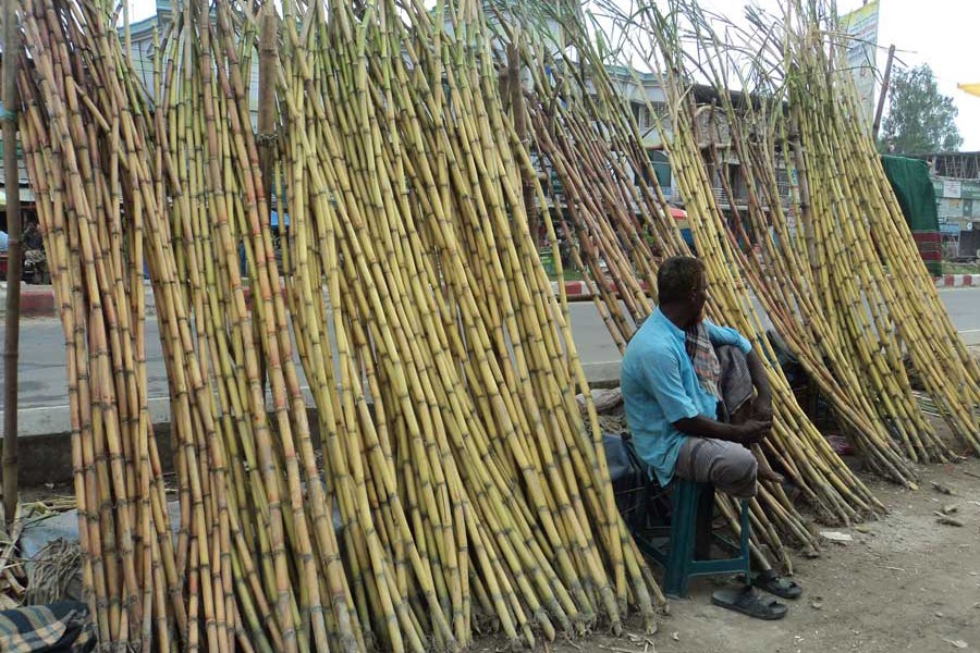 A sugarcane seller waiting for buyers in Bogura Sadar upazila — FE Photo