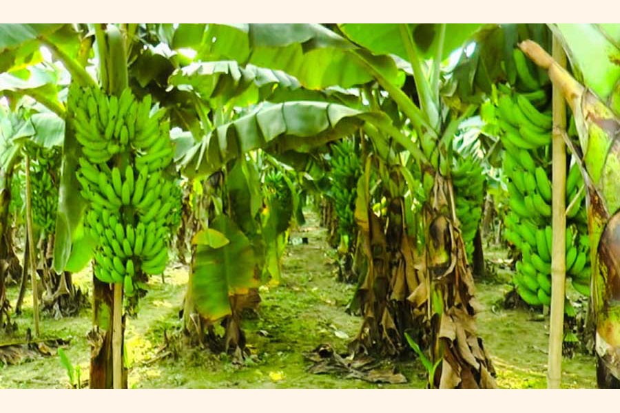 A partial view of a banana field in the Safapur area of Mohadevpur upazila in Naogaon district — FE Photo