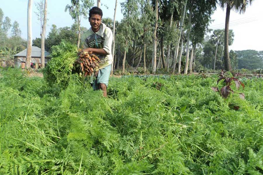 A carrot farmer harvesting his produce at a field under Adamdighi upazila of Bogura — FE Photo