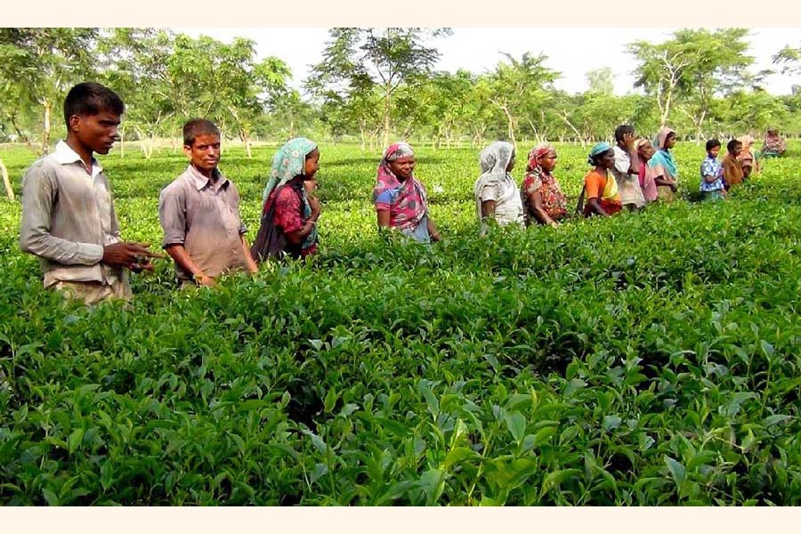 Labourers working in a tea garden in Panchagarh — UNB Photo
