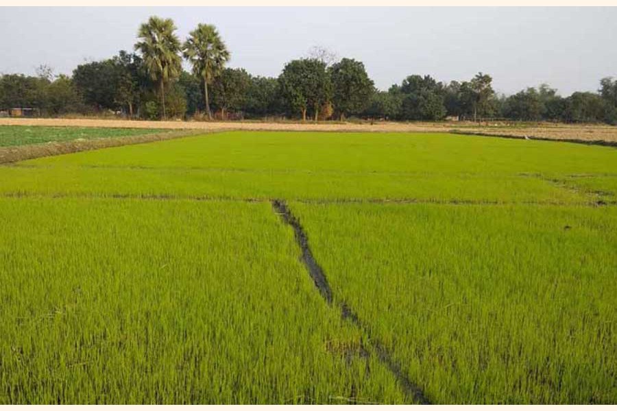 A partial view of a Boro crop land in a village of Chapainawabganj district — UNB Photo