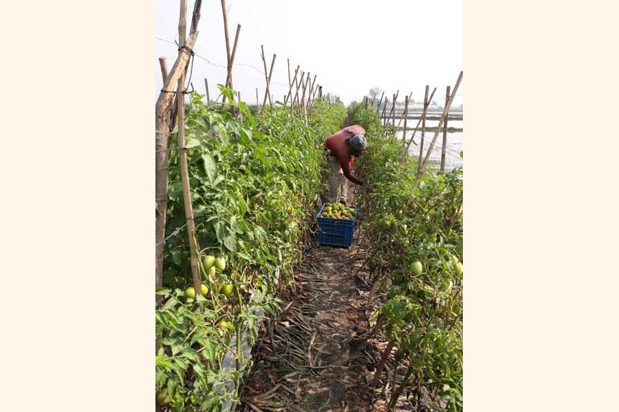 A tomato farmer harvesting his produce at a field at Raghunathpur under Gopalganj Sadar upazila — FE Photo