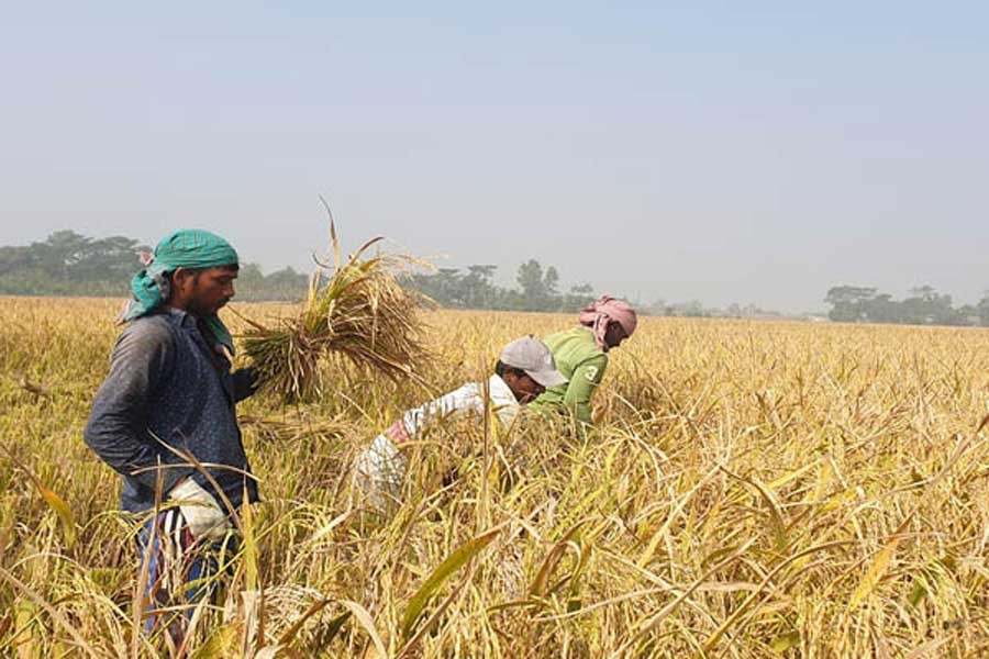 Farmers harvesting T-Aman paddy at a field under Dacope upazila in Khulna district — FE Photo