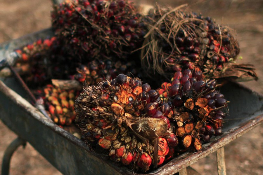 Palm oil fruits are seen placed on a wheelbarrow at a palm oil farm in Klang, outside Kuala Lumpur, February 19, 2014. Reuters/Files
