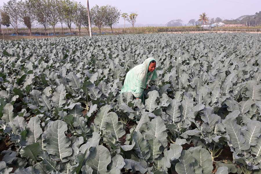 A female farmer taking care of her broccoli field at Khatra under Gopalganj Sadar — FE Photo