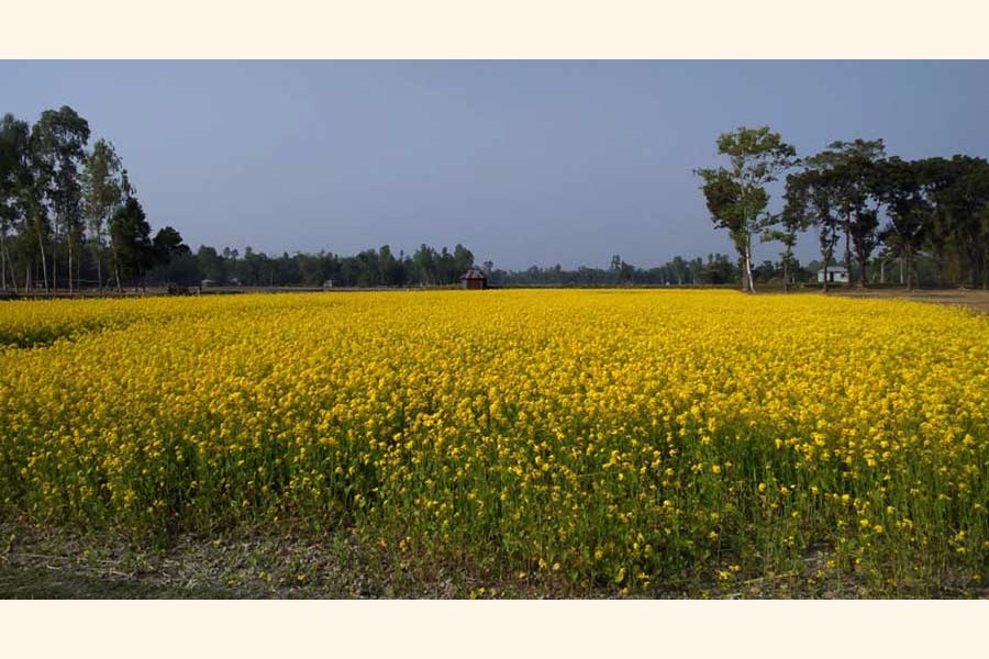 A mustard field in Dumuria upazila in Khulna — FE Photo