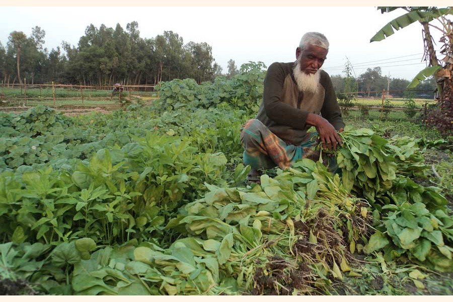An elderly farmer harvesting spinach from his field under Akkelpur upazila of Joypurhat — FE Photo
