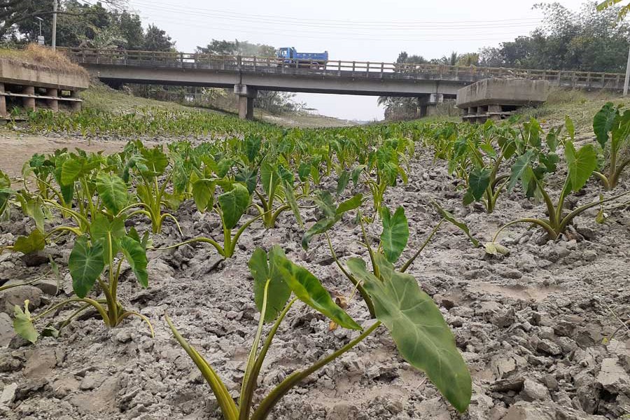 Taro being grown in the dry portion of the Mandartala canal in the Bakhunda area of Girda union under Faridpur Sadar upazila — FE Photo