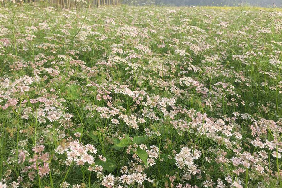 A partial view of a coriander field at a village under Magura Sadar upazila — FE Photo
