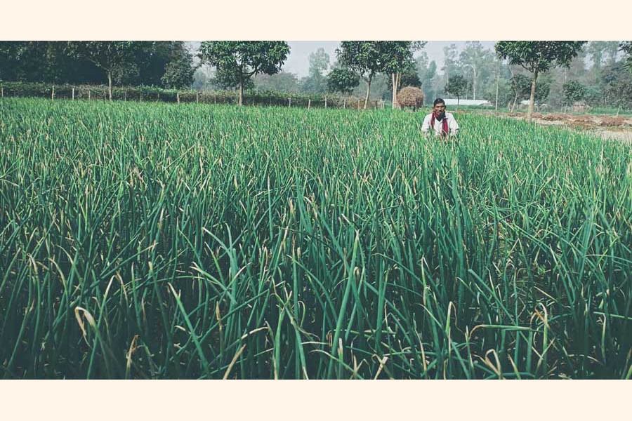 A farmer taking care of his onion field at Rupshi village of Ranipukur union under Mithapukur upazila of Rangpur — FE Photo