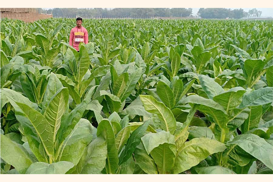 A partial view of a tobacco field at a village under Rangpur Sadar upazila — FE Photo