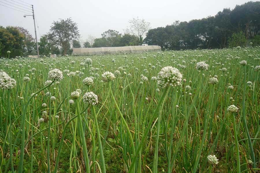 Photo shows a vast field of onion in Magura district — FE Photo