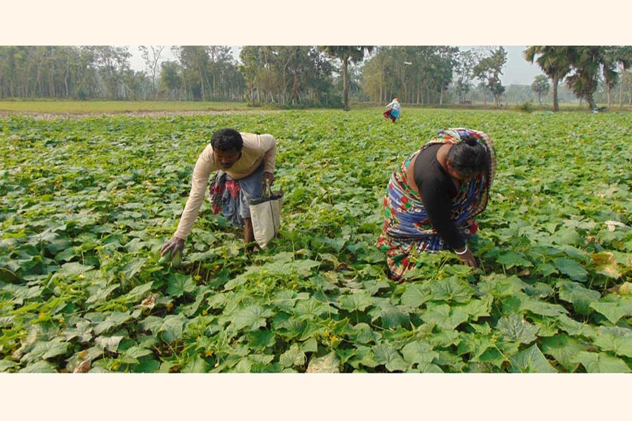 Peasants collecting cucumber from a field in Betaga union under Fakirhat upazila of Bagerhat district — FE Photo