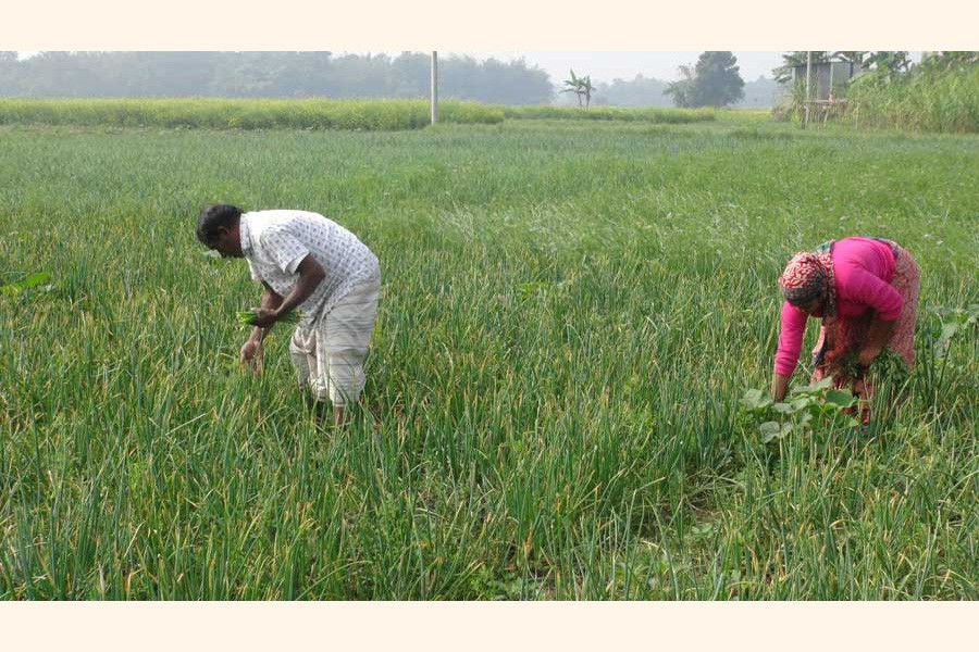 Onion farmers working at a field in Faridpur Sadar upazila — FE Photo