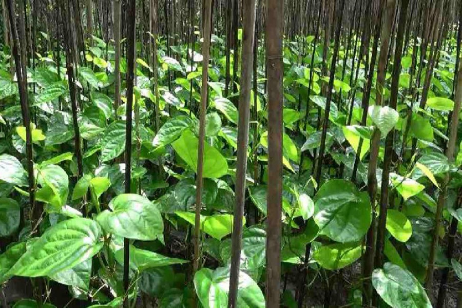 Farmers in Lakshmipur district say betel leaf can be exported if the government provides necessary assistance — UNB Photo