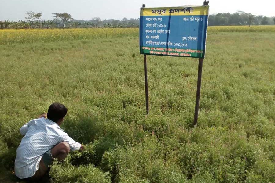 A BARI Musur-6 field in Provakardi under Muksudpur upazila of Gopalganj — FE Photo