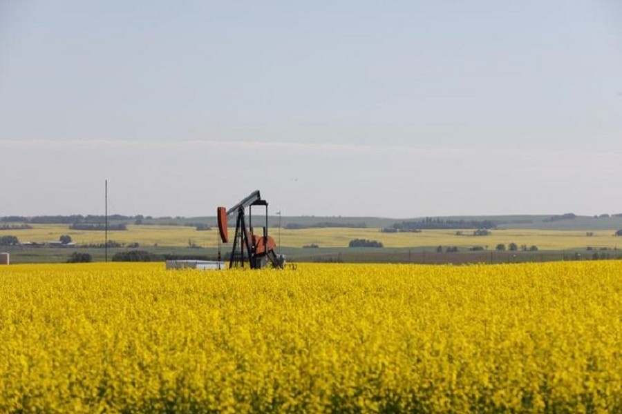 Western Canadian canola fields surrounding an oil pump jack are seen in full bloom before they will be harvested later this summer in rural Alberta, Canada, July 23, 2019. — Reuters/Files