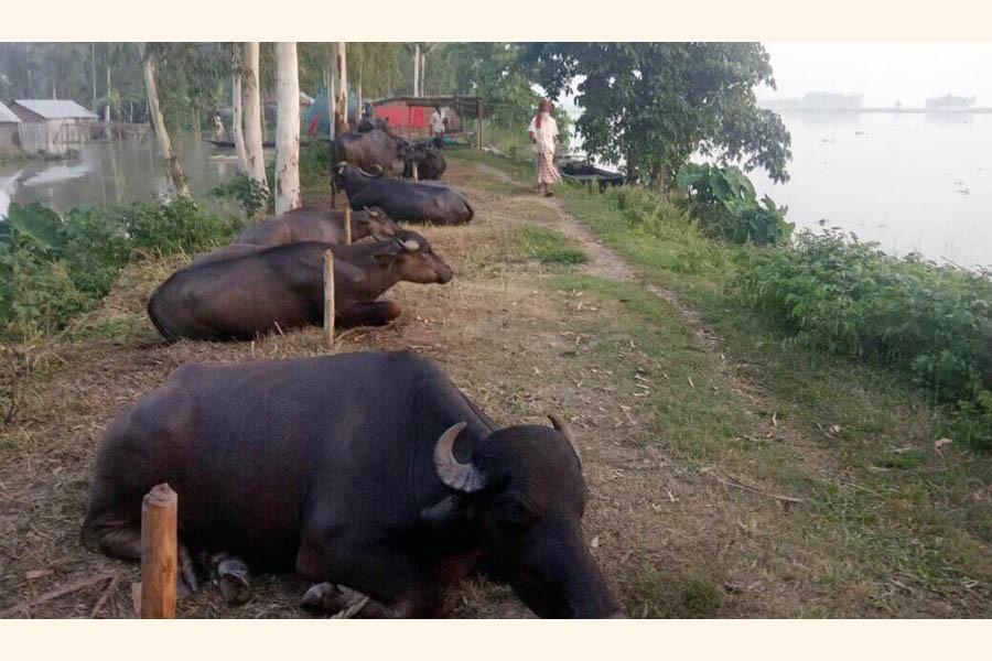 Buffalos have been kept in a row on an embankment in Dhunat upazia of Bogura district, which is facing an acute scarcity of grazing land for the ongoing flood — FE Photo