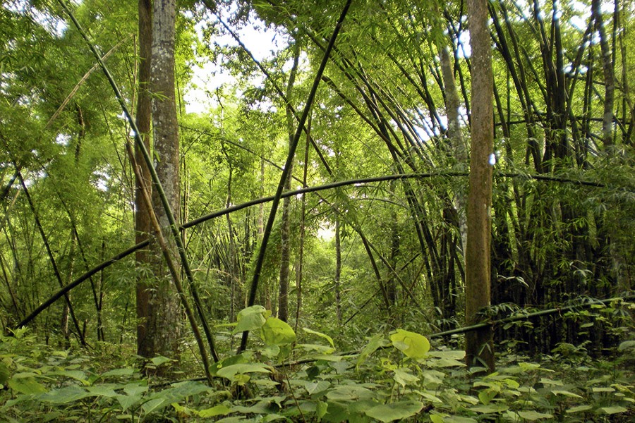 Preserving the Bangladesh's dense native forests is essential to fight the global worming