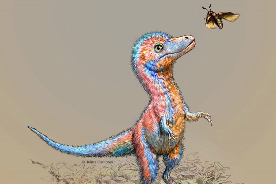 A baby tyrannosaur from the Cretaceous Period of North America, based on partial fossils unearthed in the US state of Montana and in the Canadian province of Alberta, is seen in an undated artist's rendition — Julius Csotonyi/Handout via Reuters