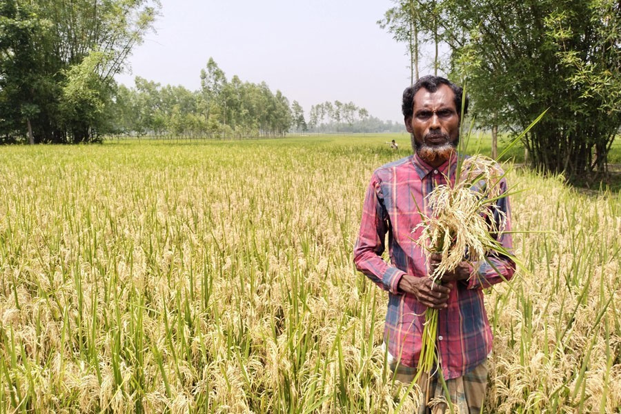 A farmer showing blast disease affected paddy at his field in Lalmonirhat —FE Photo