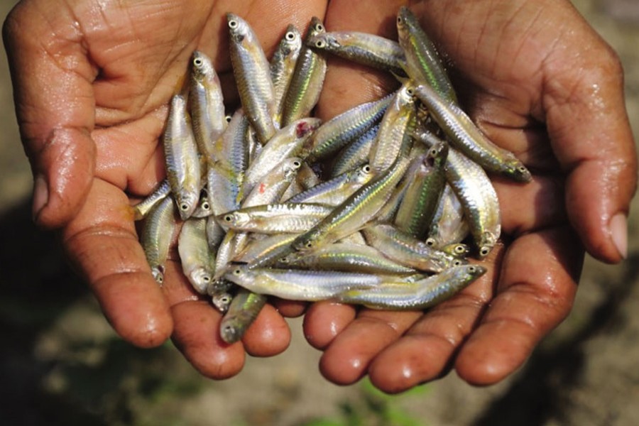 Photo: www.worldfishcenter.org