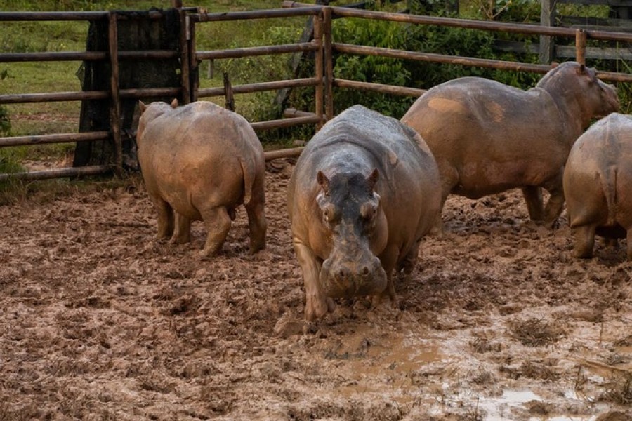 Captured hippopotamuses in a specially designed pen are seen before the application of GonaCon, an immunocastration drug to control the growth of the hippo population, in Puerto Triunfo, Colombia October 8, 2021. Picture taken October 8, 2021. Courtesy of Regional Autonomous Corporation of the Negro and Nare River Basins (CORNARE)/Handout via REUTERS