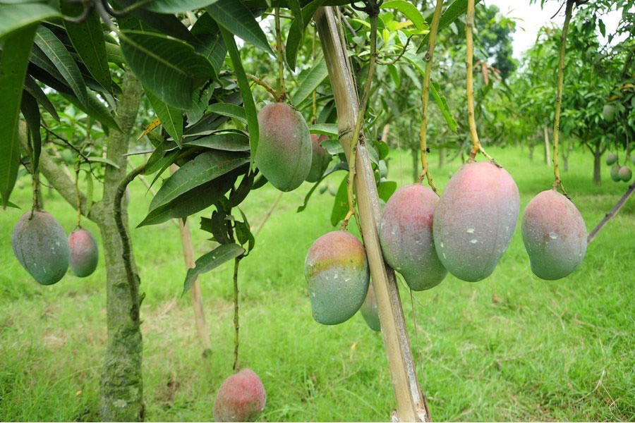 Green mangoes hang on branches of trees at a garden in Rajshahi, Bangladesh. (Xinhua Photo)